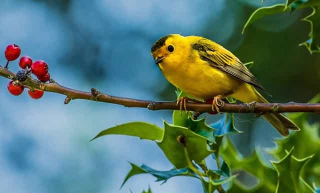 袖虎病狗攻略：狗身上碰不得的7个地方，小心无知被狗咬