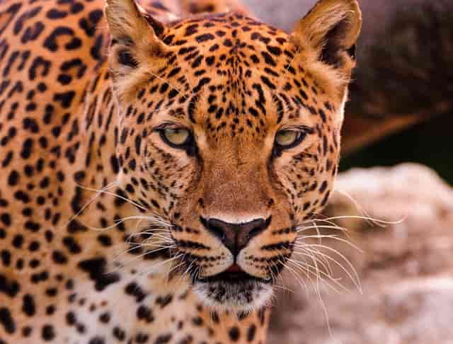 音乐剧《乳香飘（暂定名）》研讨会在内蒙古文联召开