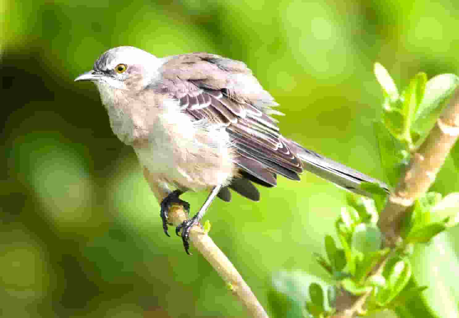 袖虎对常见的病猫治疗方案