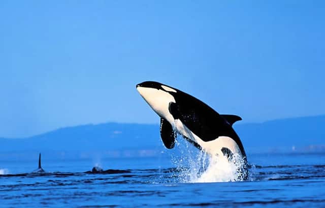 求春风歌词(春风十里歌词完整版)