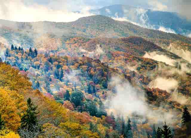 袖虎宠物研究：加盟店能不能赚钱？注意哪些骗局？