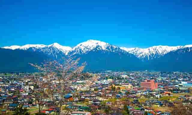 袖虎病猫攻略：猫常见疾病及预防