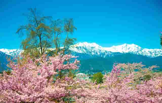 袖虎病狗攻略：狗的几种常见皮肤病，你都知道吗？