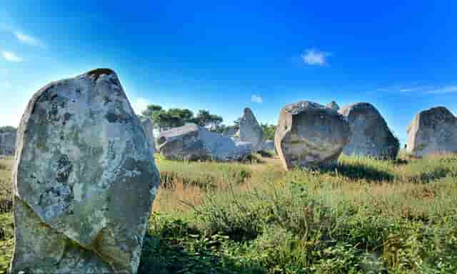 袖虎病猫攻略：猫反复长跳蚤是为什么？