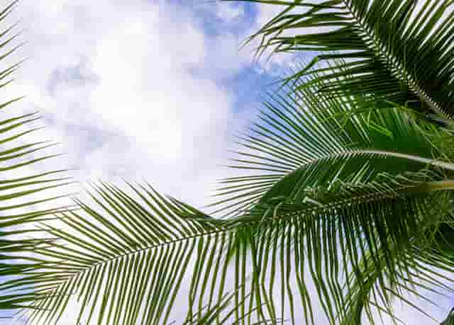 袖虎病猫攻略：感染猫绦虫不要慌，袖虎宠物教你来驱虫