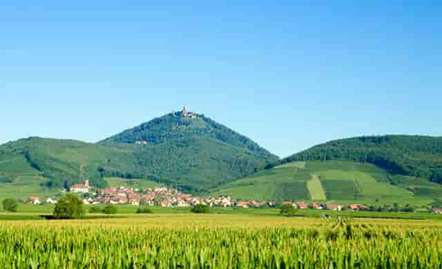 袖虎宠物解读宠物行业是否存在加盟骗局？