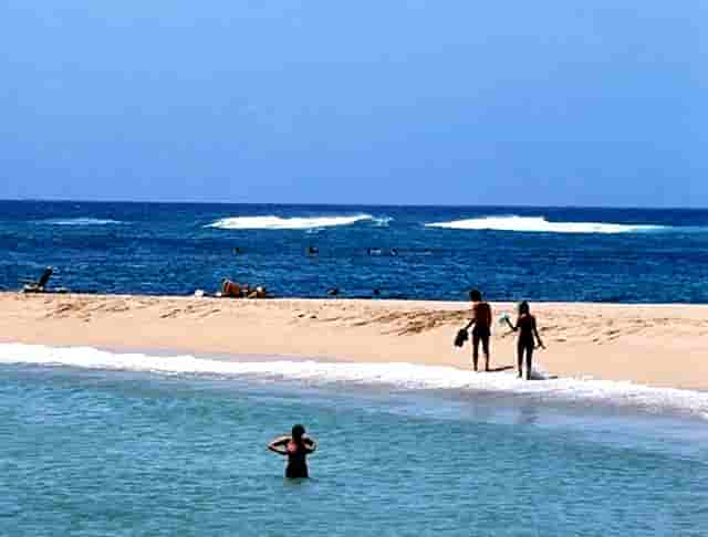 袖虎病狗攻略：狗狗体臭处理的五大方面